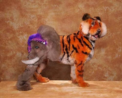 Crazy-Dog-Grooming-Compet-013.jpg