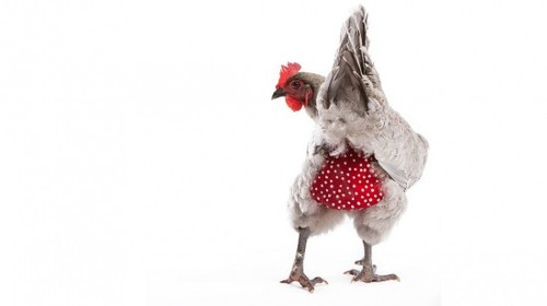 chicken-diaper-550x309.jpg