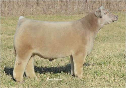 fluffy-cows2.jpg
