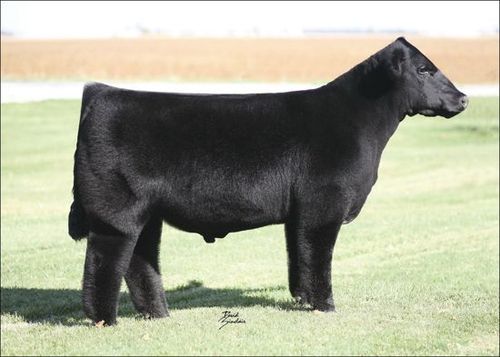 fluffy-cows4.jpg
