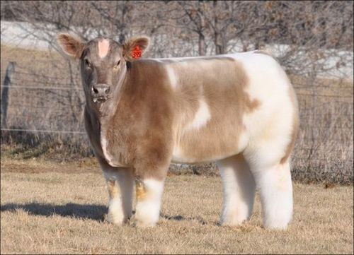 fluffy-cows5.jpg