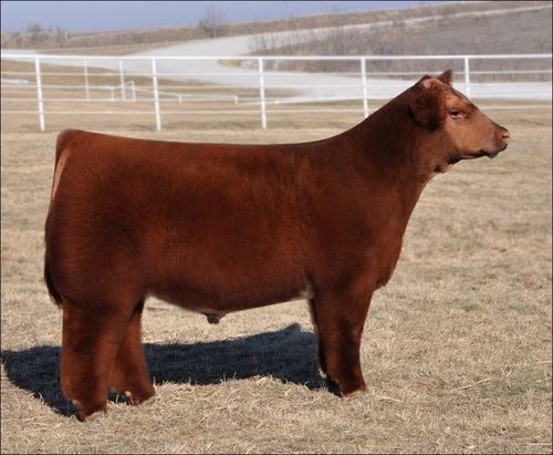 fluffy-cows6.jpg