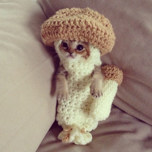 mush_cat.jpg