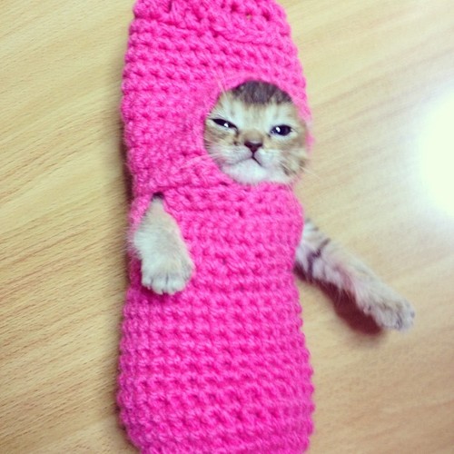 mush_cat_.jpg
