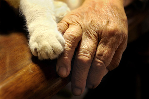 grandma-odd-cat-02.jpg