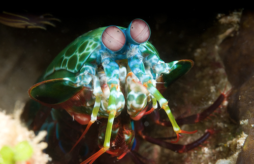 animalyoudontknow_wcth08.png