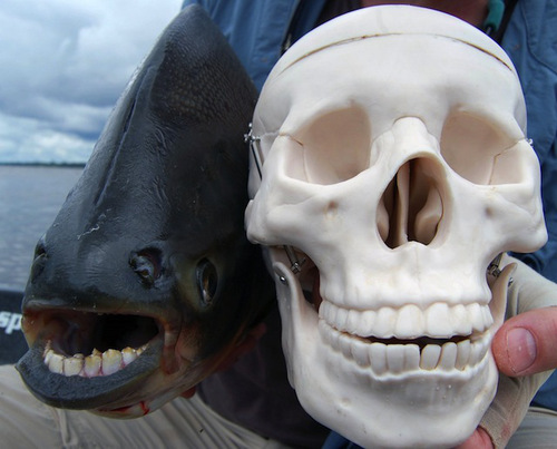 animalyoudontknow_wcth10_1.jpg