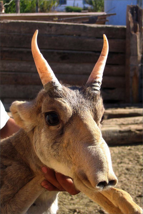 animalyoudontknow_wcth11.jpg