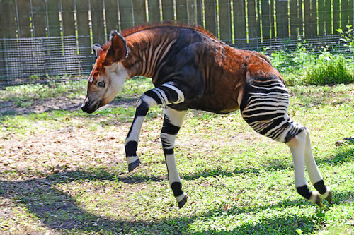 animalyoudontknow_wcth15_1.jpg