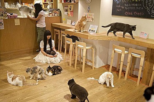 570x379xcat-cafe.jpg.pagespeed.ic.JUgS_VE7nN.jpg