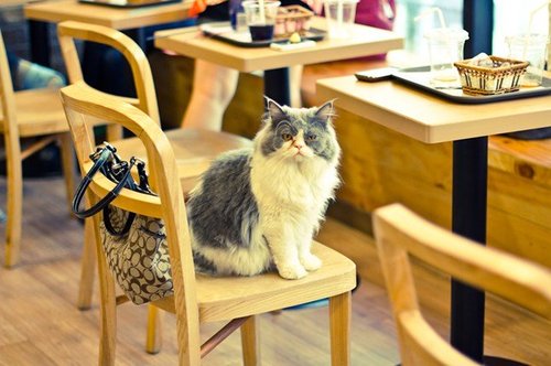 646x430xcatcafe3.jpg.pagespeed.ic.HZ-H9kCQwR.jpg