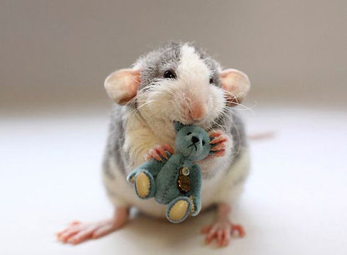 Rats-with-Teddy-Bears-15.jpg
