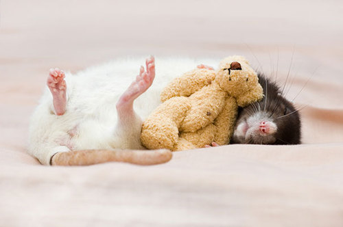 Rats-with-Teddy-Bears-5.jpg