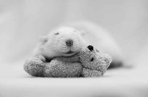 Rats-with-Teddy-Bears-7.jpg