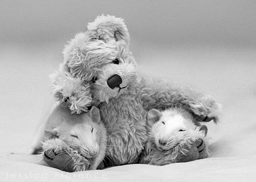 Rats-with-Teddy-Bears-9.jpg