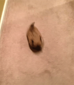 running-pekingese-puppies-01.gif