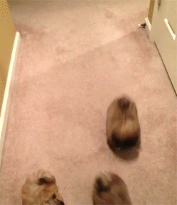 running-pekingese-puppies-02.gif
