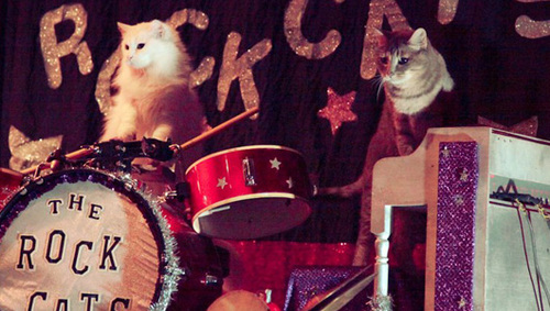 rockcats2.jpg