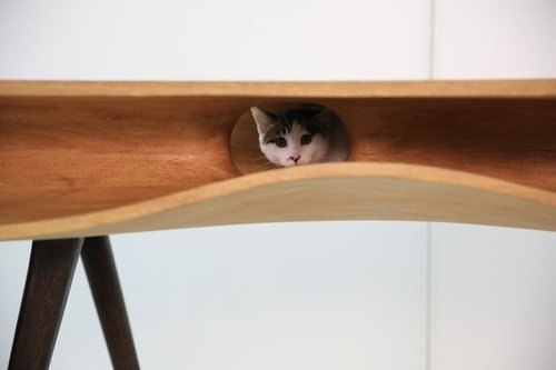 cat3.jpg.650x0_q85_crop-smart.jpg