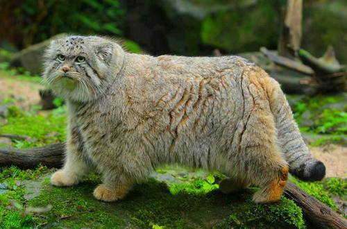 pallas-cat-adult.jpg