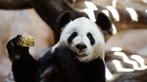 giant-panda-1-522x293.jpg