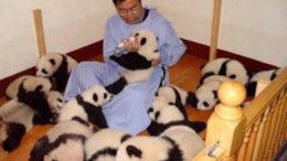 pandababies.jpg