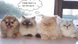 cute-spy.jpg