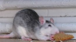 rat-eating.jpg