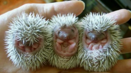 hedgehog-babies-thumb.png