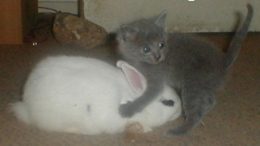 kitten-bunny-thumb.jpg