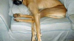 great-dane-sofa.jpg