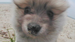 pomeranian-puppy01.jpg