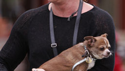 mickey-rourke-dog-01.jpg