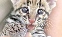 ocelot-kitten.jpg