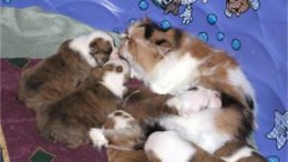 persian-bulldog-puppies.jpg