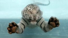 white-tiger-water-thumb.jpg