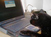 cat-computer.jpg