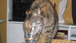 cat-glass-thumb.jpg