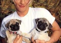 nick-carter-pugs.jpg