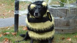 dog-bee.jpg