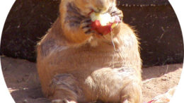 prairie-dog-apple-thumb.jpg