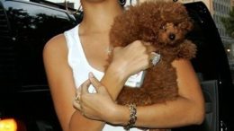 rihanna-poodle.jpg