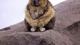 viscacha-thumb.jpg
