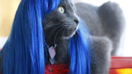 cat-wig-01.jpg