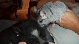 chinchilla-pig-thumb.jpg