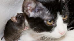 mouse-cat.jpg