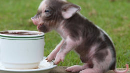 teacup-piglet-01-thumb.jpg