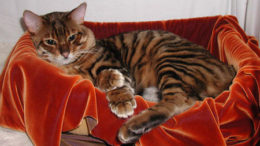 toyger-01-thumb.jpg