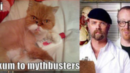 mythbustercat-thumb.jpg