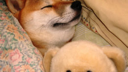 shiba-teddy.jpg